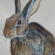 Kanin, blyant/akvarel